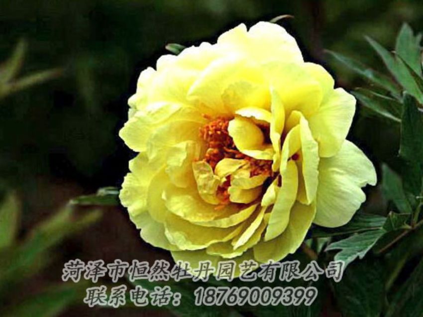 點(diǎn)擊查看詳細(xì)信息<br>標(biāo)題：黃色牡丹 閱讀次數(shù)：1973