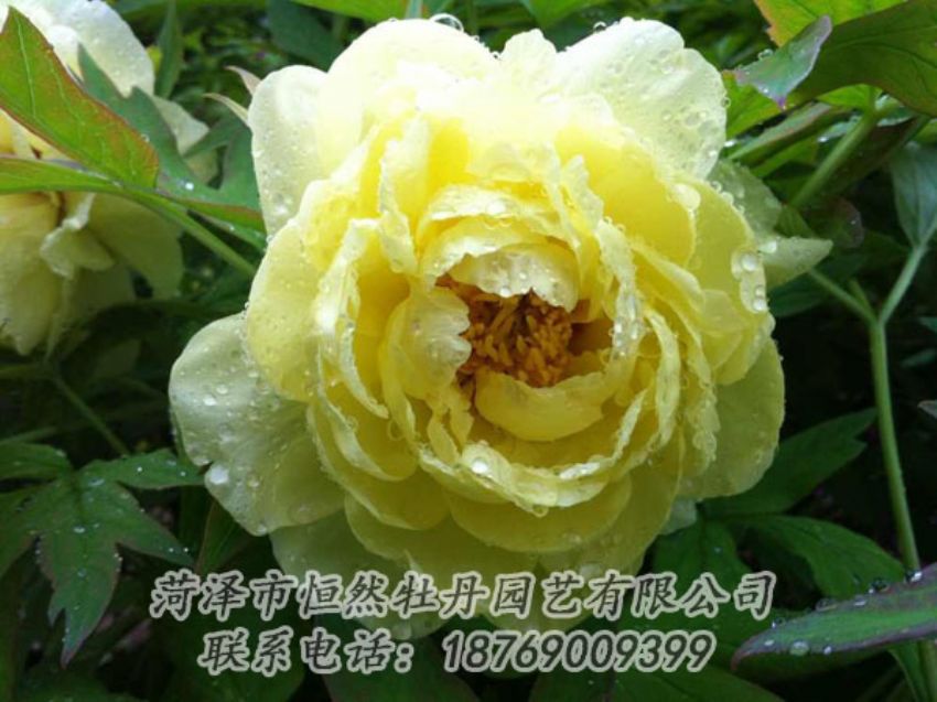 點(diǎn)擊查看詳細(xì)信息<br>標(biāo)題：黃色牡丹 閱讀次數(shù)：1943