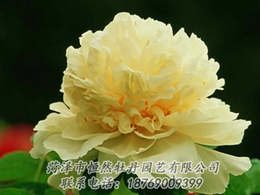 點(diǎn)擊查看詳細(xì)信息<br>標(biāo)題：黃色牡丹 閱讀次數(shù)：1997