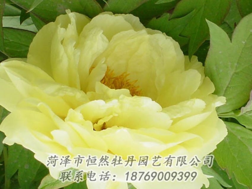點(diǎn)擊查看詳細(xì)信息<br>標(biāo)題：黃色牡丹 閱讀次數(shù)：2036