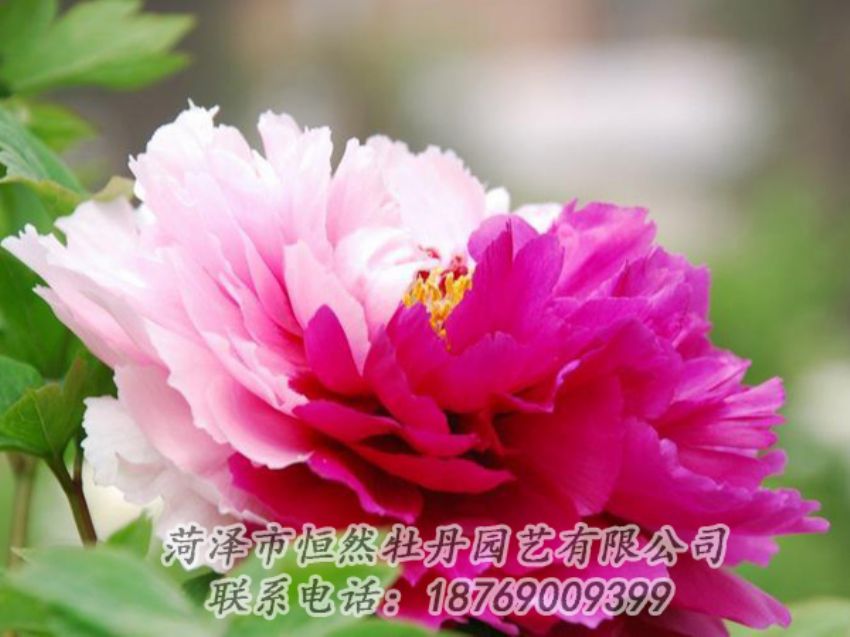 點(diǎn)擊查看詳細(xì)信息<br>標(biāo)題：花二喬 閱讀次數(shù)：2065