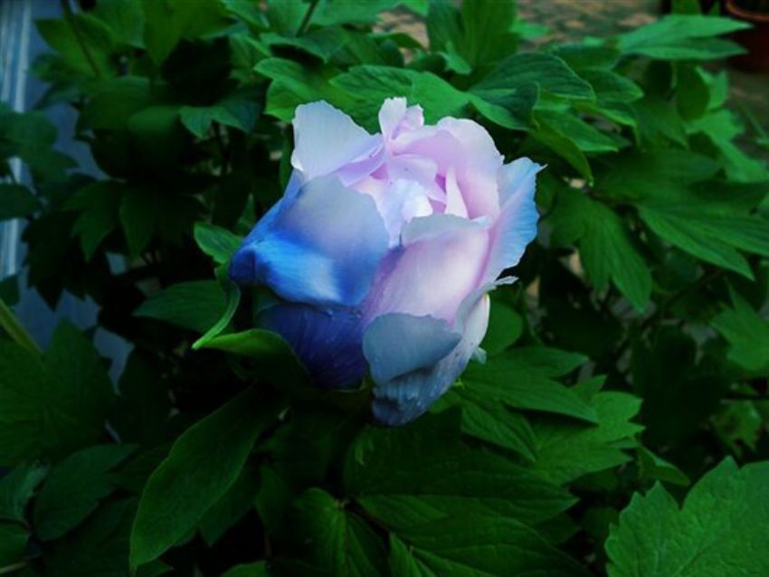 點(diǎn)擊查看詳細(xì)信息<br>標(biāo)題：藍(lán)花魁 閱讀次數(shù)：2299