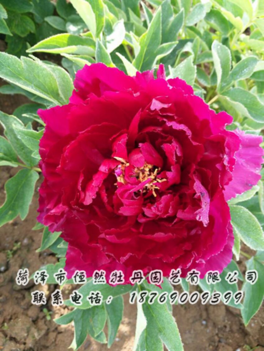點(diǎn)擊查看詳細(xì)信息<br>標(biāo)題：紅色牡丹 閱讀次數(shù)：1956