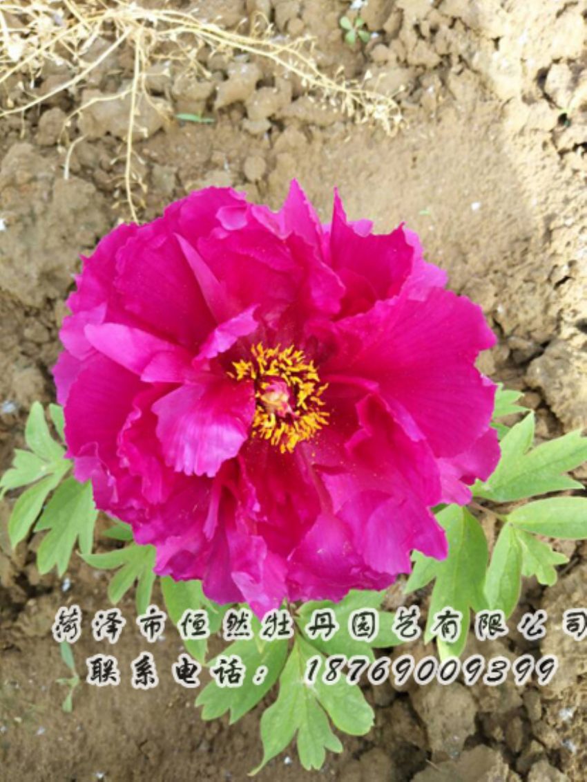 點(diǎn)擊查看詳細(xì)信息<br>標(biāo)題：紅色牡丹 閱讀次數(shù)：2058