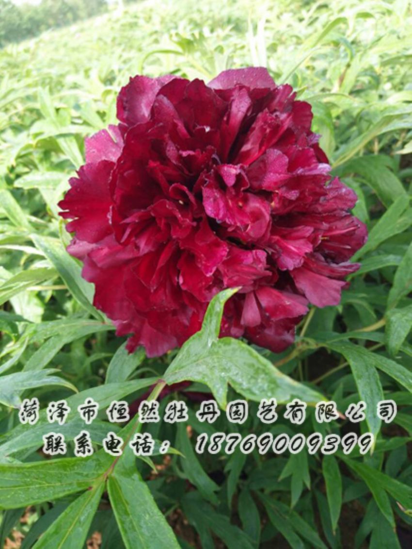 點(diǎn)擊查看詳細(xì)信息<br>標(biāo)題：黑色牡丹 閱讀次數(shù)：2035