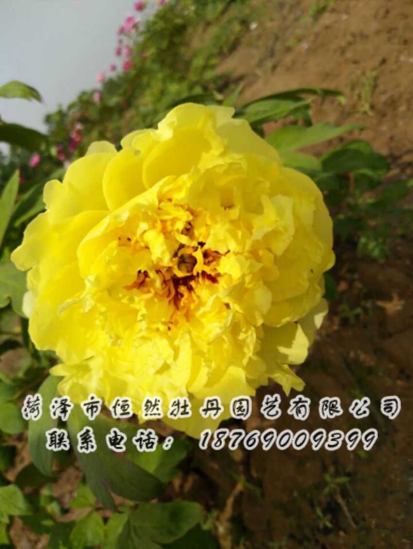 點(diǎn)擊查看詳細(xì)信息<br>標(biāo)題：黃色牡丹 閱讀次數(shù)：2040