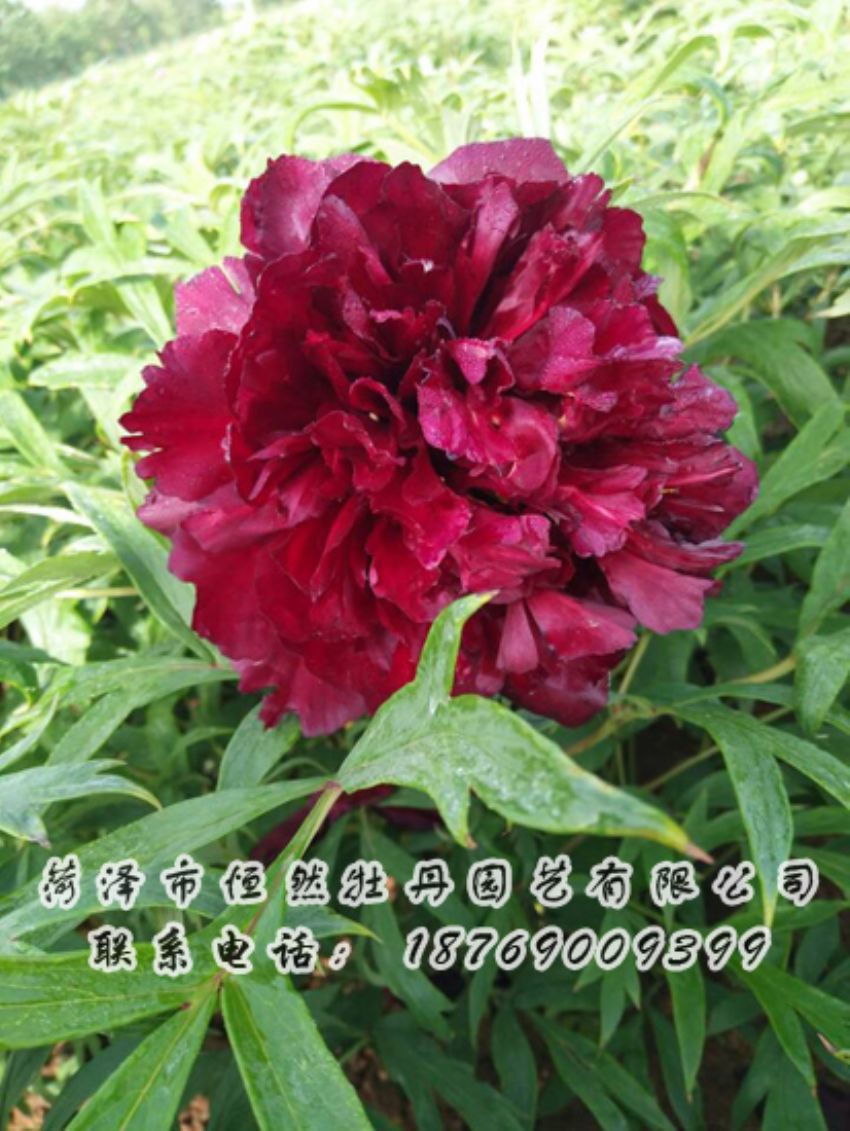 點(diǎn)擊查看詳細(xì)信息<br>標(biāo)題：黑色牡丹 閱讀次數(shù)：1915