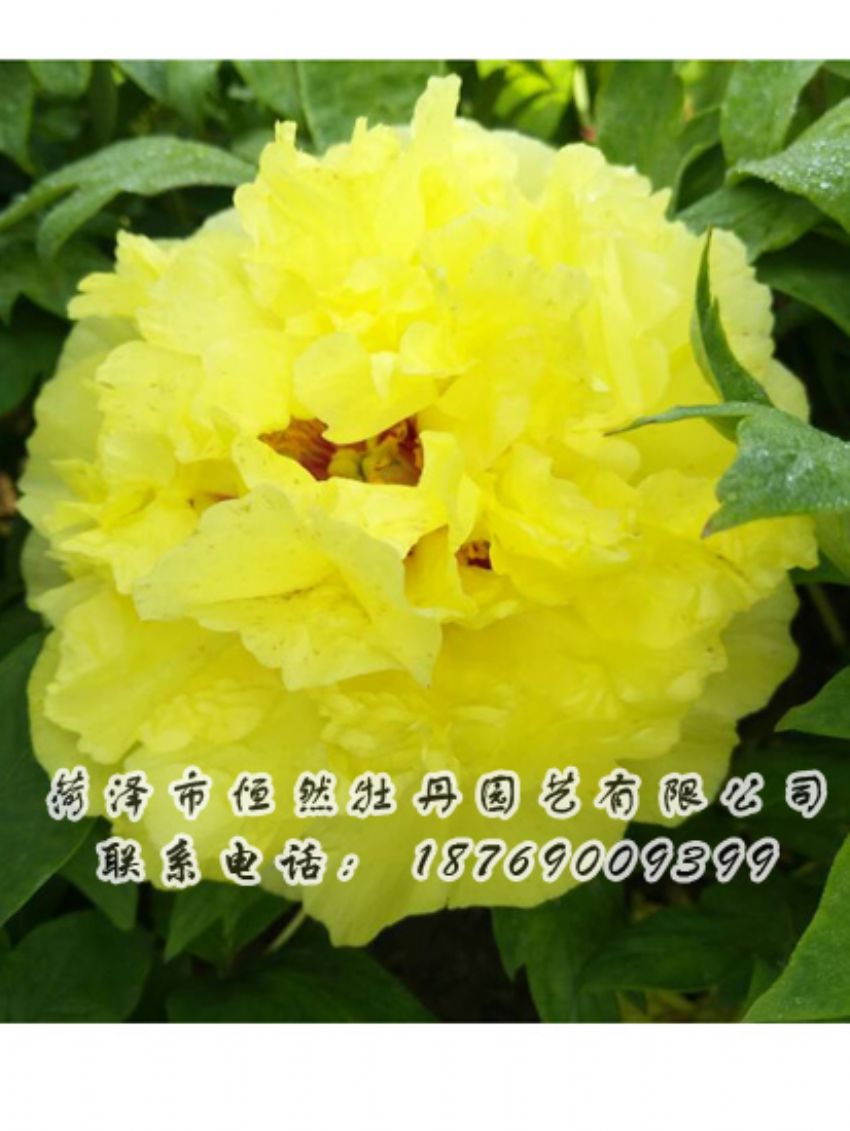 點(diǎn)擊查看詳細(xì)信息<br>標(biāo)題：黃色牡丹 閱讀次數(shù)：2112