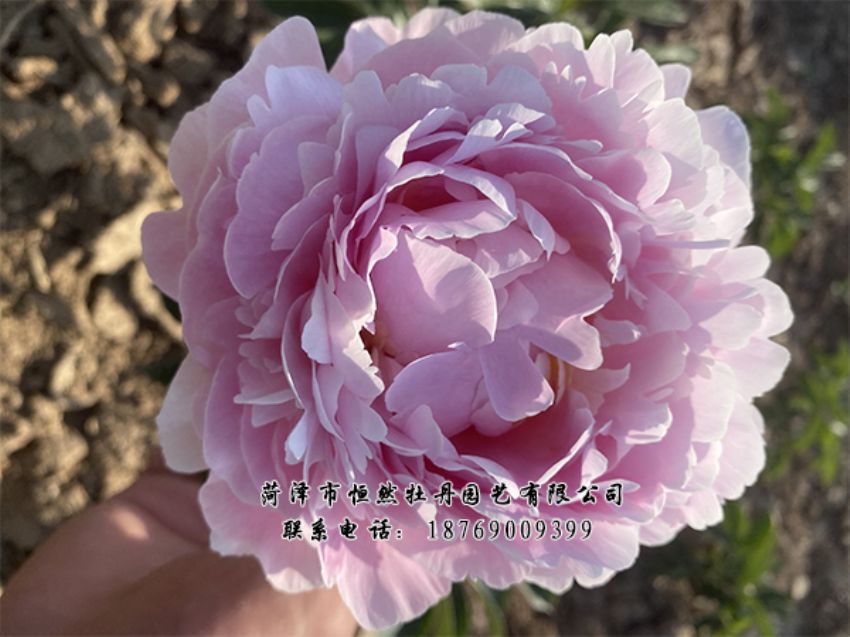 點(diǎn)擊查看詳細(xì)信息<br>標(biāo)題：進(jìn)口芍藥 閱讀次數(shù)：463