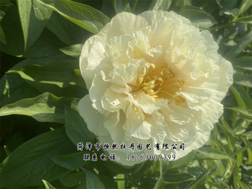 點(diǎn)擊查看詳細(xì)信息<br>標(biāo)題：進(jìn)口芍藥 閱讀次數(shù)：487