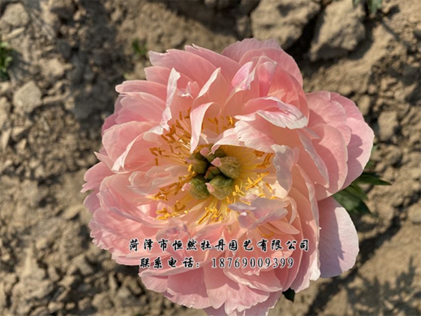 點(diǎn)擊查看詳細(xì)信息<br>標(biāo)題：進(jìn)口芍藥 閱讀次數(shù)：482