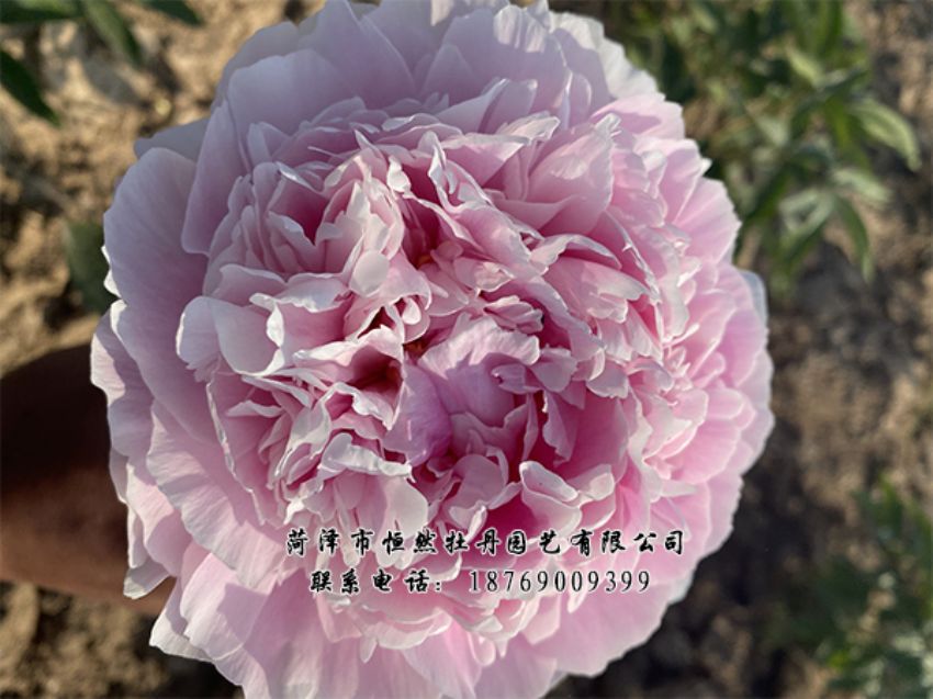 點(diǎn)擊查看詳細(xì)信息<br>標(biāo)題：進(jìn)口芍藥 閱讀次數(shù)：482