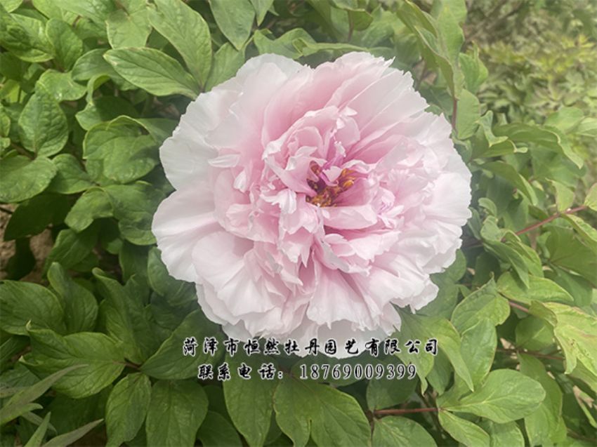 點(diǎn)擊查看詳細(xì)信息<br>標(biāo)題：進(jìn)口芍藥 閱讀次數(shù)：464
