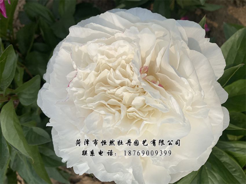 點(diǎn)擊查看詳細(xì)信息<br>標(biāo)題：進(jìn)口芍藥 閱讀次數(shù)：492