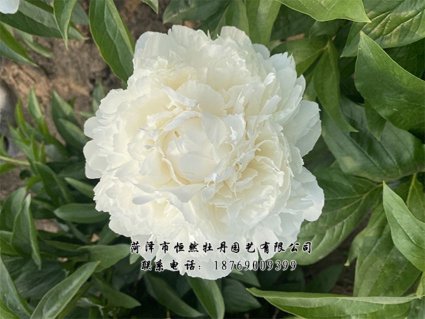 點(diǎn)擊查看詳細(xì)信息<br>標(biāo)題：進(jìn)口芍藥 閱讀次數(shù)：476