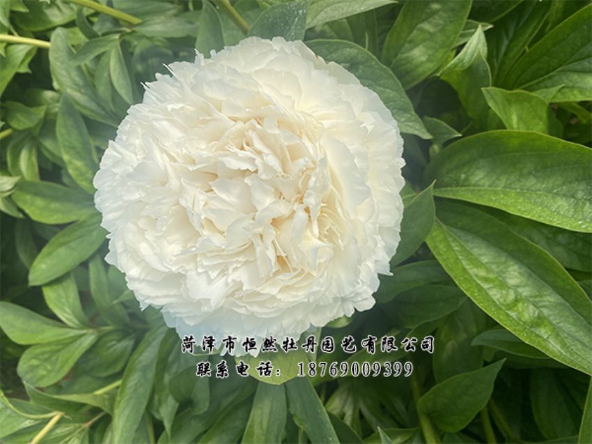 點(diǎn)擊查看詳細(xì)信息<br>標(biāo)題：進(jìn)口芍藥 閱讀次數(shù)：484