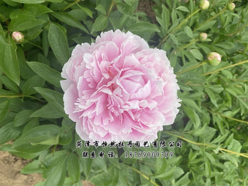 點(diǎn)擊查看詳細(xì)信息<br>標(biāo)題：進(jìn)口芍藥 閱讀次數(shù)：471