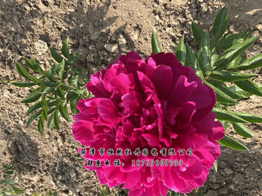 點(diǎn)擊查看詳細(xì)信息<br>標(biāo)題：進(jìn)口芍藥 閱讀次數(shù)：461