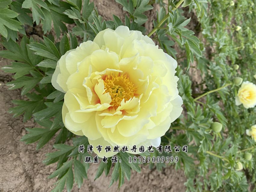 點(diǎn)擊查看詳細(xì)信息<br>標(biāo)題：進(jìn)口芍藥 閱讀次數(shù)：451