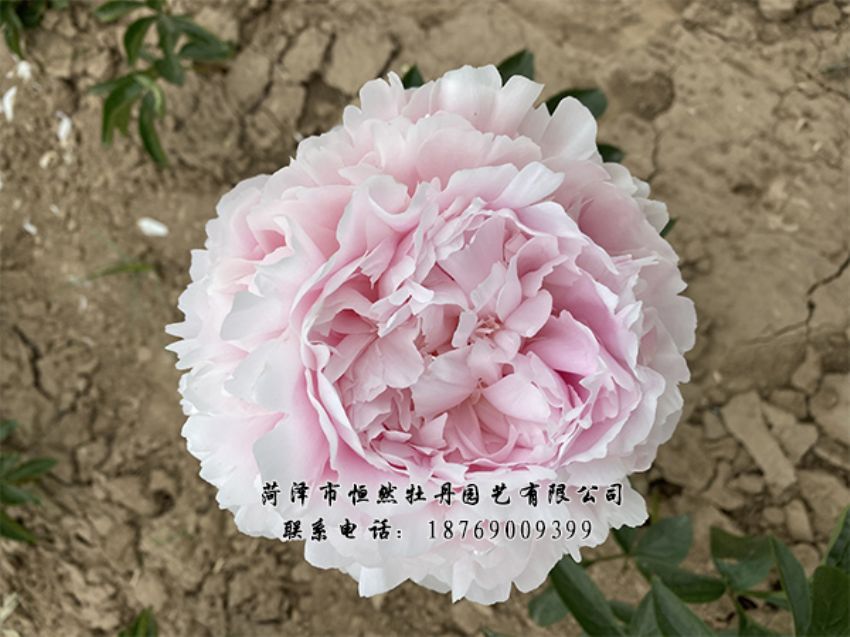 點(diǎn)擊查看詳細(xì)信息<br>標(biāo)題：進(jìn)口芍藥 閱讀次數(shù)：468