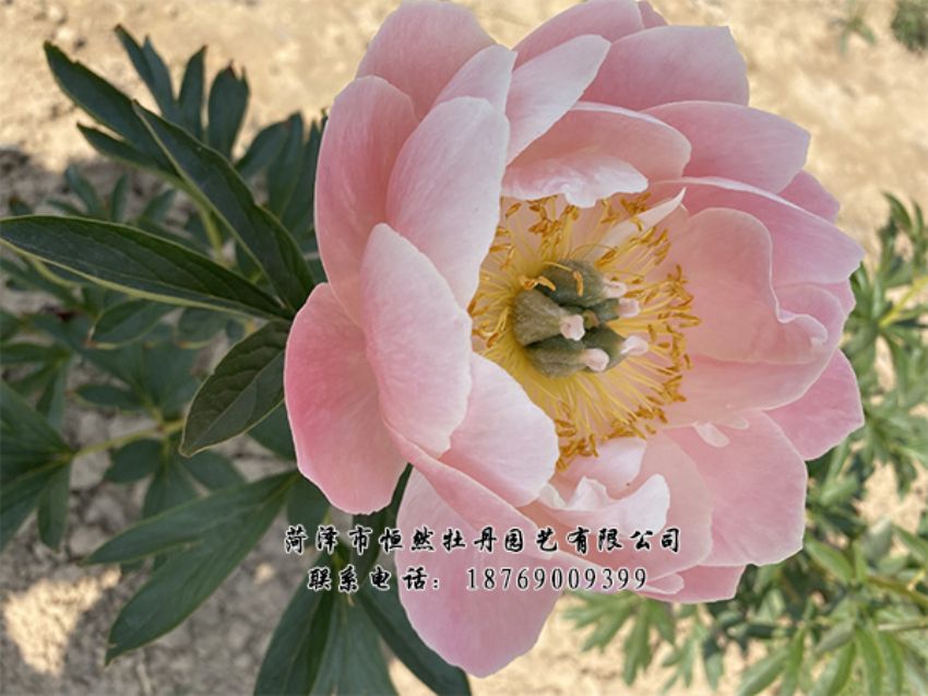 點(diǎn)擊查看詳細(xì)信息<br>標(biāo)題：進(jìn)口芍藥 閱讀次數(shù)：465