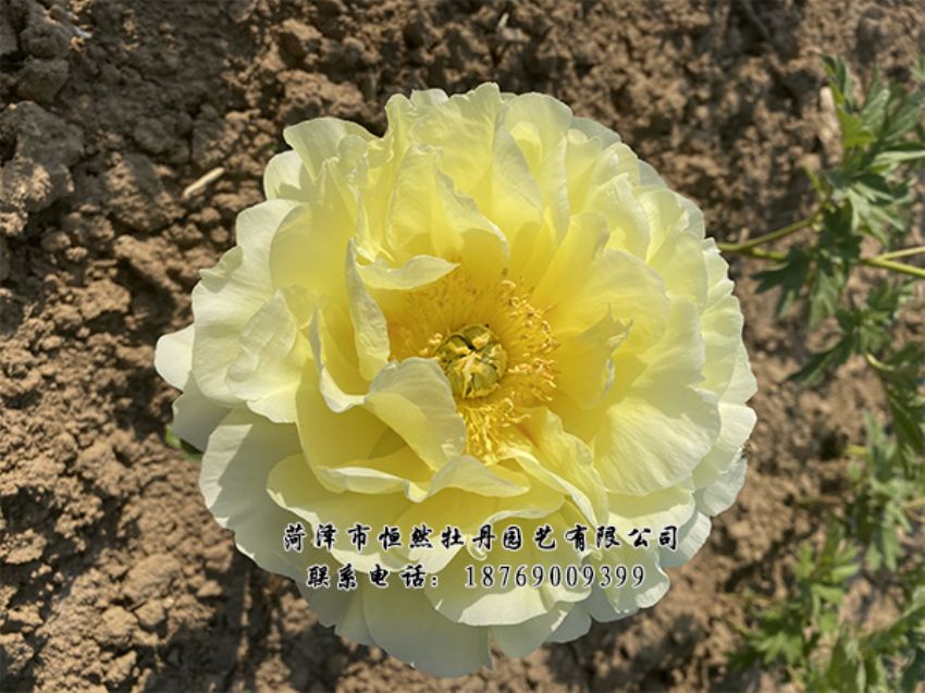 點(diǎn)擊查看詳細(xì)信息<br>標(biāo)題：進(jìn)口芍藥 閱讀次數(shù)：452