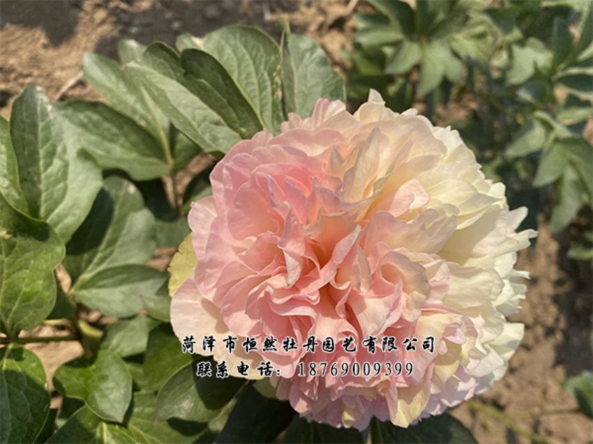 點(diǎn)擊查看詳細(xì)信息<br>標(biāo)題：進(jìn)口芍藥 閱讀次數(shù)：483